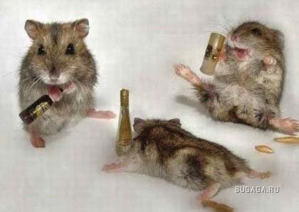 1216882460_drunk_mice.jpg