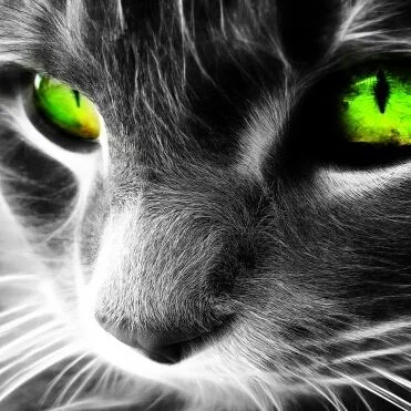 1236183_10202274470569682_1311115235_n (1).webp