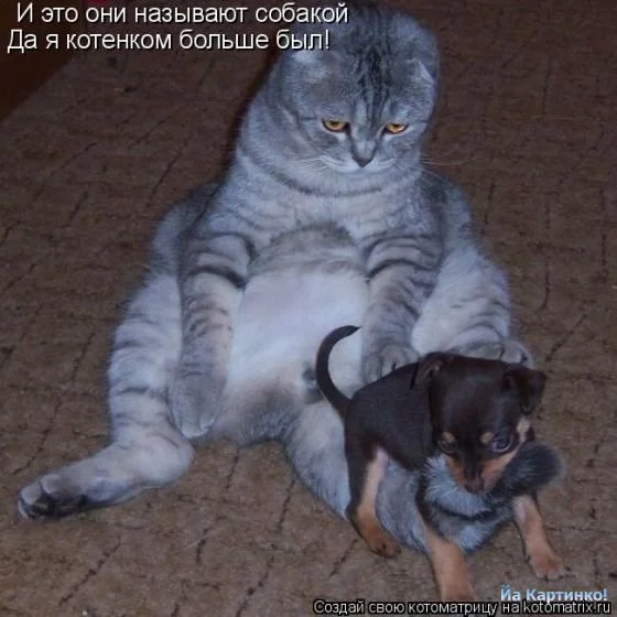 1238098028_koshachiy_pozitiv-1.webp