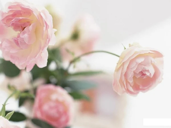 123836-aleni.webp
