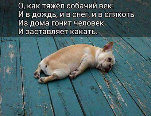 124387560_sobaka.webp