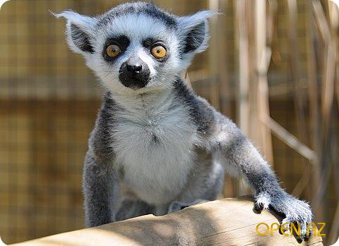 1251013433_lemur7.jpg