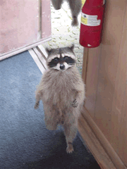 1258053635_cool_racoons_51.gif