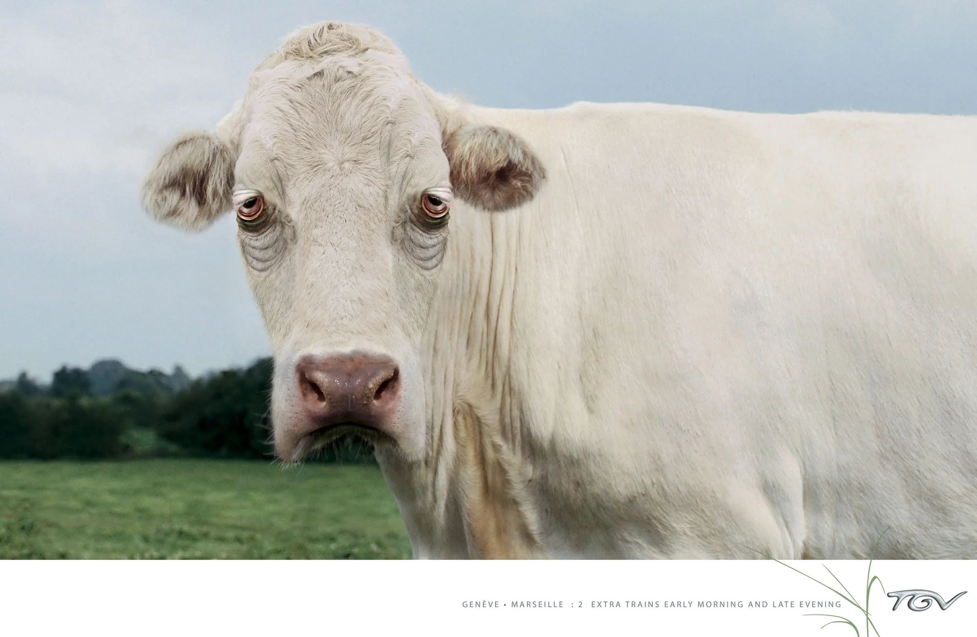 126 - PRE-07-03748   Cow_SNCF_print   x611.webp