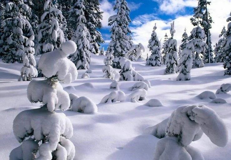 1261633595_winter_snow_07бу.webp