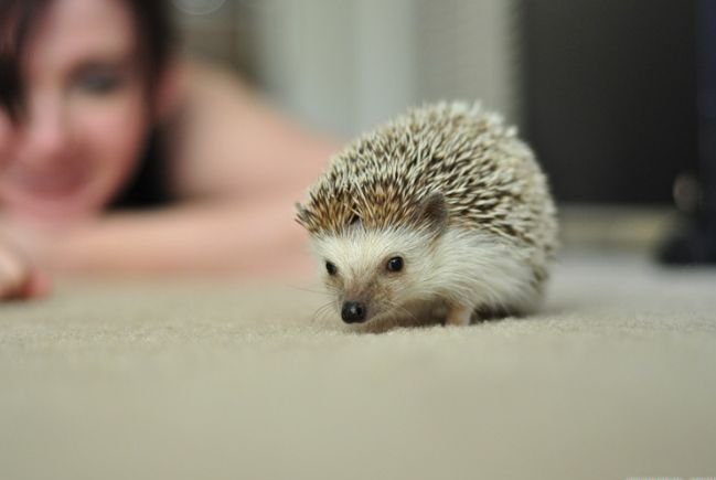 1261749986_1261714052_very_cute_hedgehogs_19бу.jpg