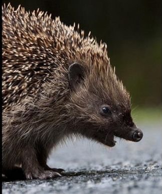 1261750008_1261714066_very_cute_hedgehogs_34.jpg