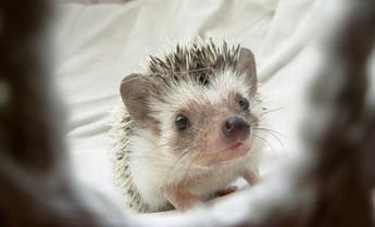 1261750050_1261714083_very_cute_hedgehogs_10.jpg