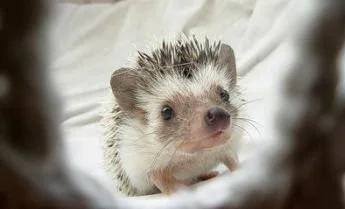 1261750050_1261714083_very_cute_hedgehogs_10.webp