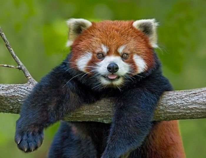 1269377286_red_panda_00.jpg