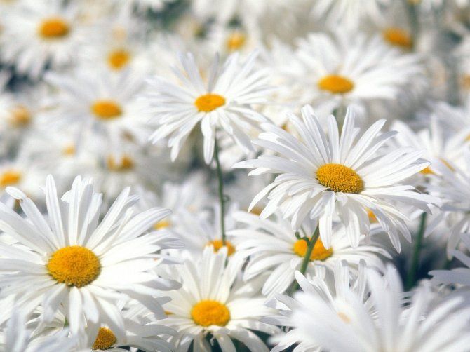 1275818132_plentiful-oxeye-daisies.jpg