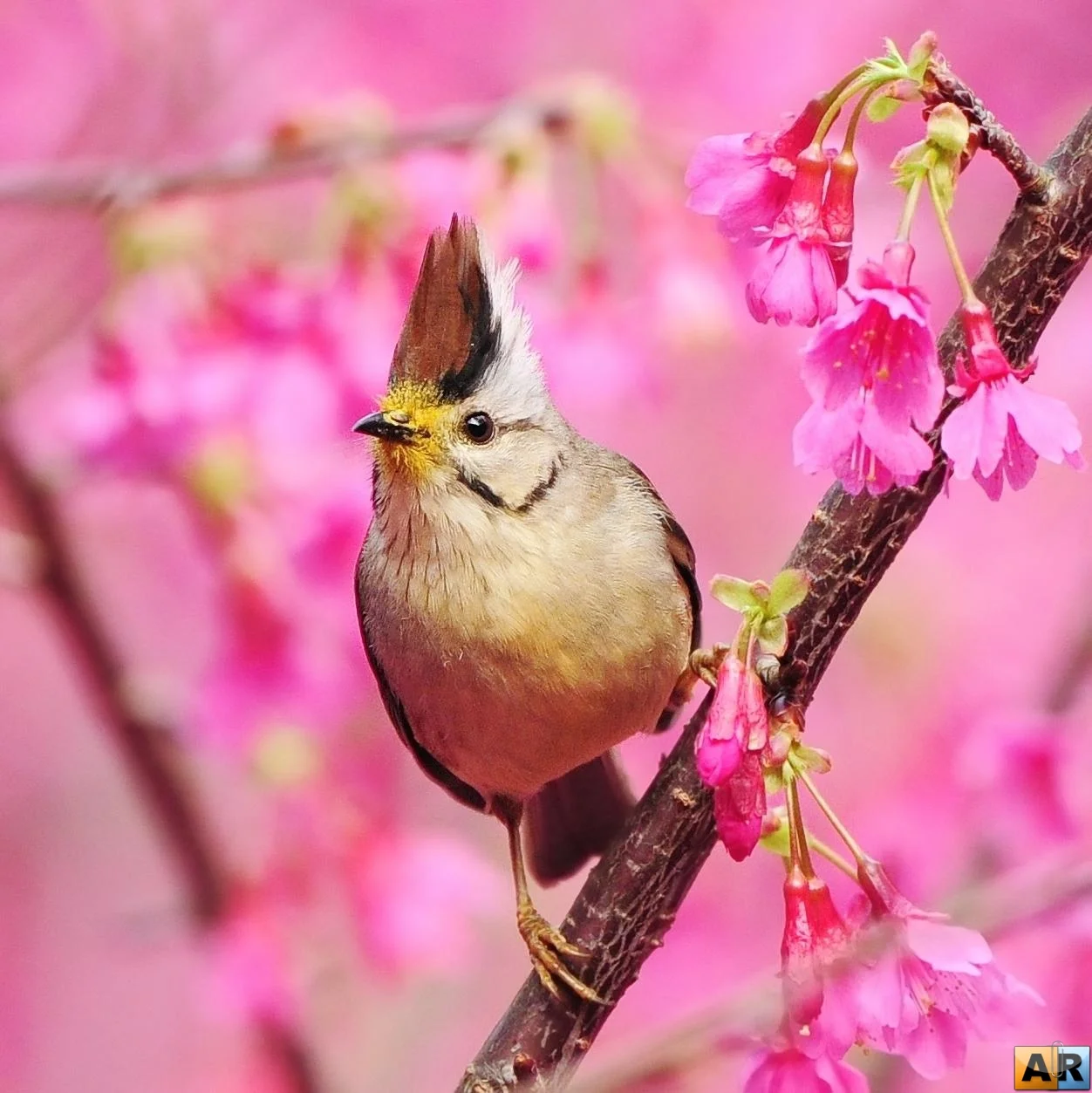 1278771387_1268234499_14-yuhina.webp