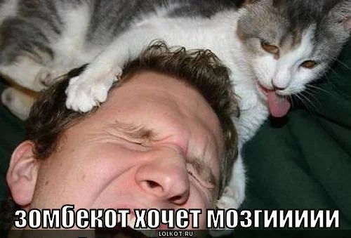 1278907865_zombekot_1268670887.webp