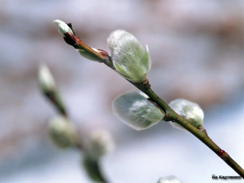 1279987656_vesna-oboi-06.webp