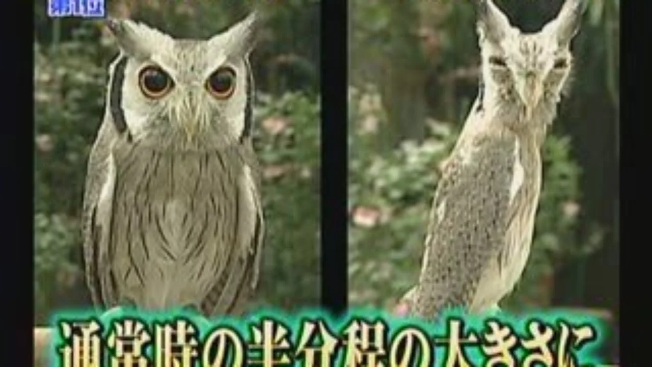 1280x720-txs.webp