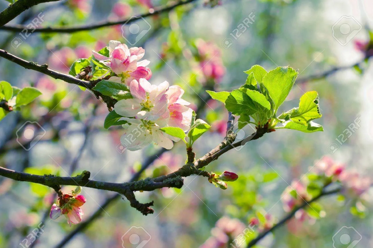12838617-spring-blossom-branch-of-a-blossoming-apple-tree-on-garden-background.webp