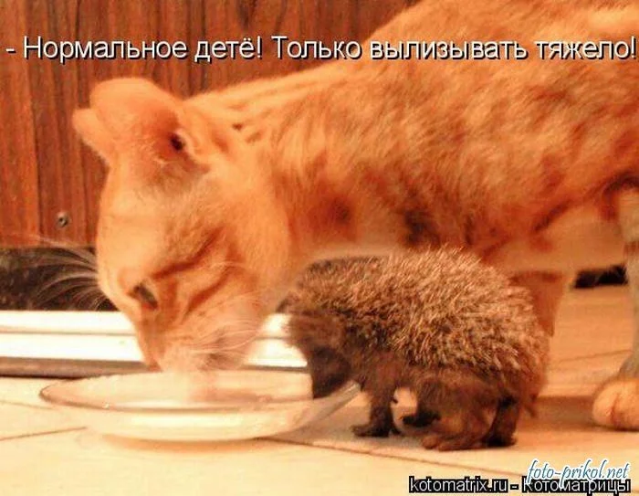 1291396829_foto-prikol.net_samye-ugarnye-kotomatricy-11.webp