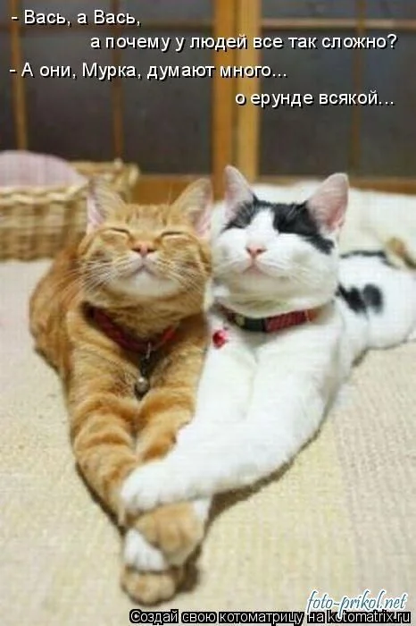 1291396884_foto-prikol.net_samye-ugarnye-kotomatricy-6.webp