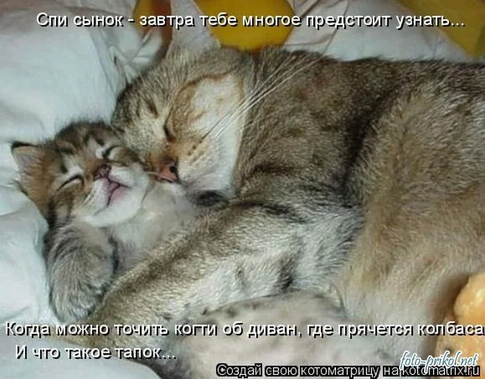 1291396910_foto-prikol.net_samye-ugarnye-kotomatricy-31.webp