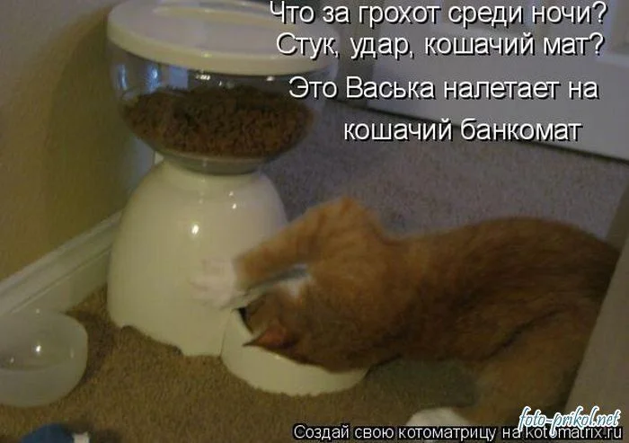 1291396927_foto-prikol.net_samye-ugarnye-kotomatricy-47.webp