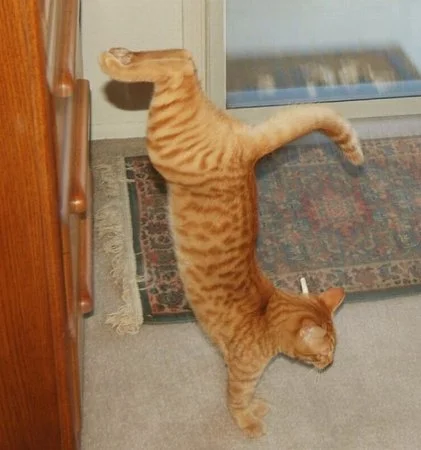 1292920860_cats_strange_positions_13.webp
