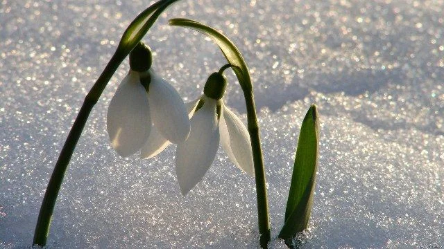 1301232288_1-12.webp