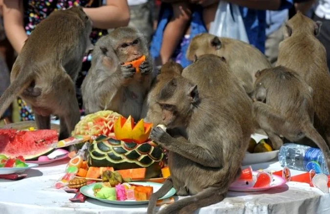 1303639708_monkey3.webp
