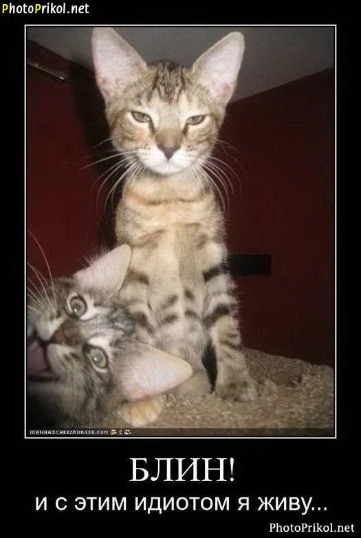 1311174889_besplatnye-demotivatory-42.webp