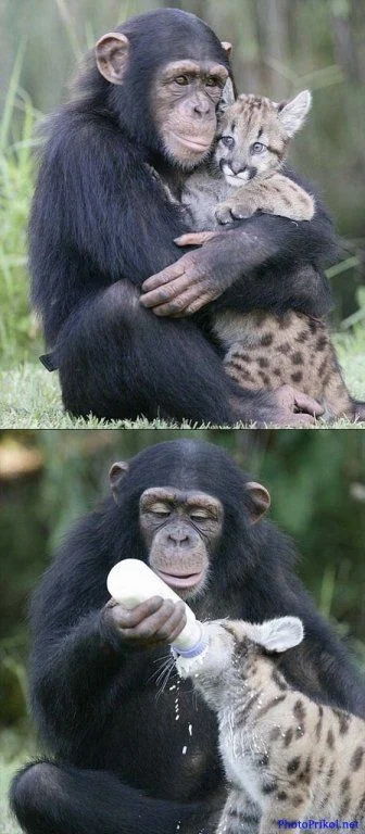 1313980215_smeshnye-zhivotnye-38 (1).webp