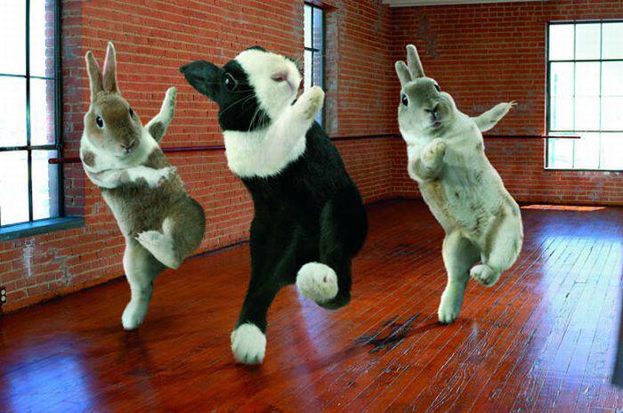 1316158535_ballroom_bunnies_09.jpg