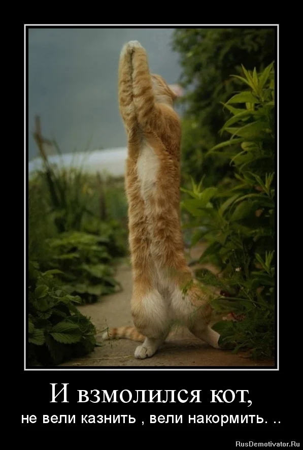 1319523733-i-vzmolilsya-kot.webp