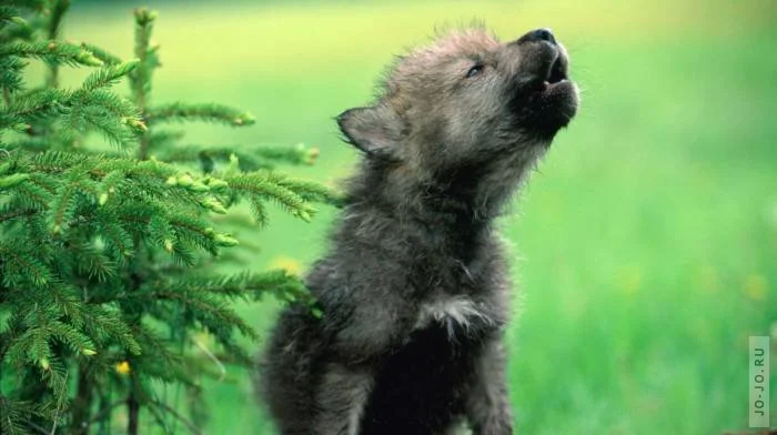 1321537095_1321486703_these_funny_animals_842_26.webp