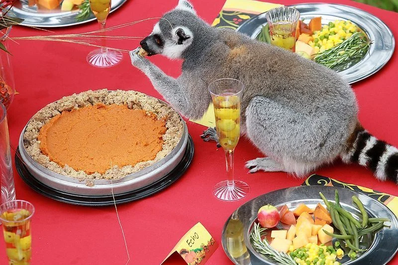 1322467645_lemurs_06.webp