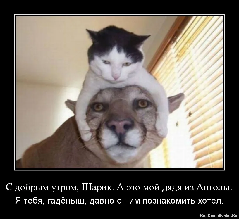 1324276382-s-dobrym-utrom-sharik.-a-yeto-moj-dyadya-iz-angoly..webp
