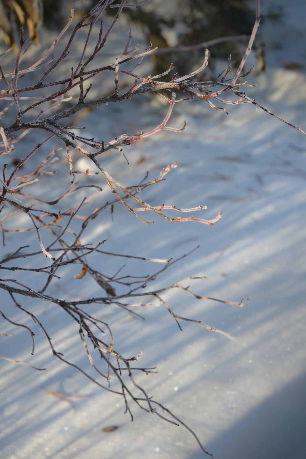 133.webp