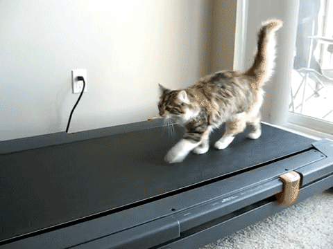 1335115746_cat_01.gif