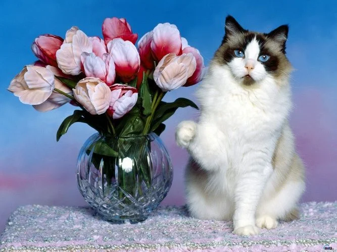 1336530277_483.webp