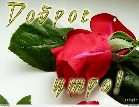1337945890_kartinki_dobroe_ytro_bygaga_43221219-22.webp