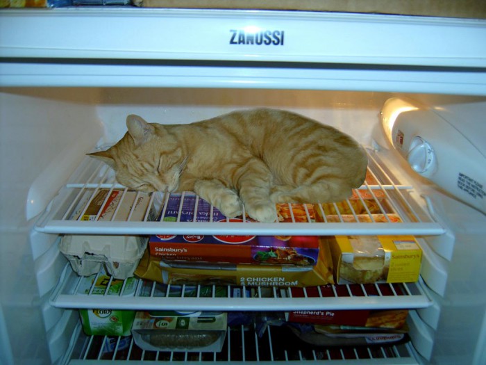 1340532072_catfridge07.jpg