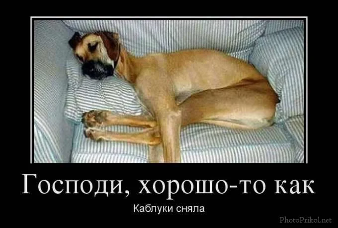 1344952548_smeshnye-demotivatory-prikoly-26.webp