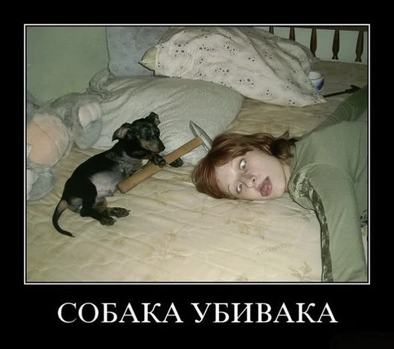 1346396565_sobaka-ubivaka.webp