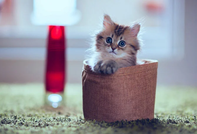 1348580605_kitty-01-27.webp