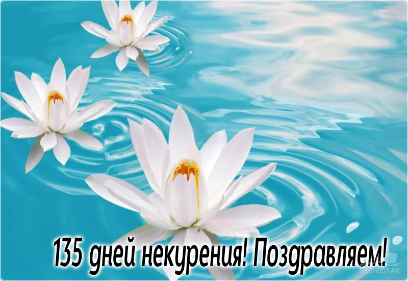 135 лотос.webp