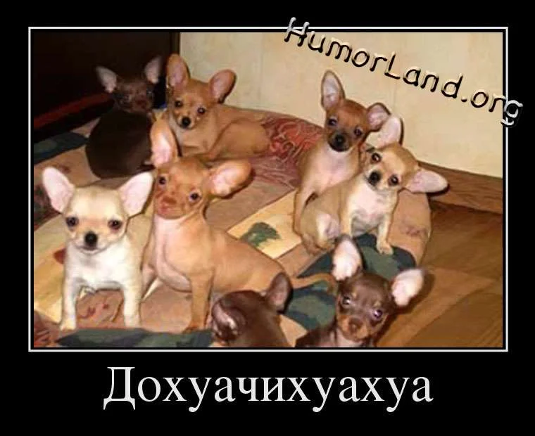 1351486306_prikolnie_kartinki_chiahua.webp