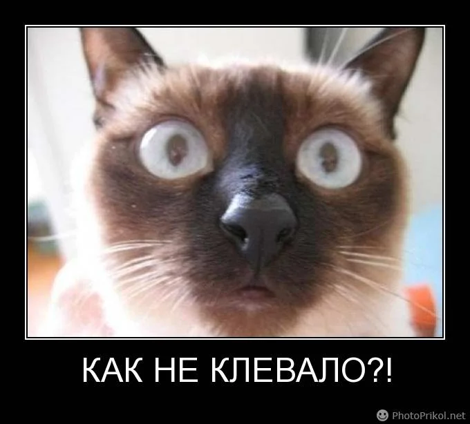 1364909327_demotivatory-s-zhivotnymi-13.webp