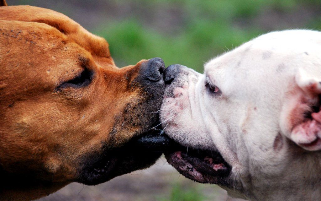 1369946_Funny_Doggy_kissing_dog.jpg