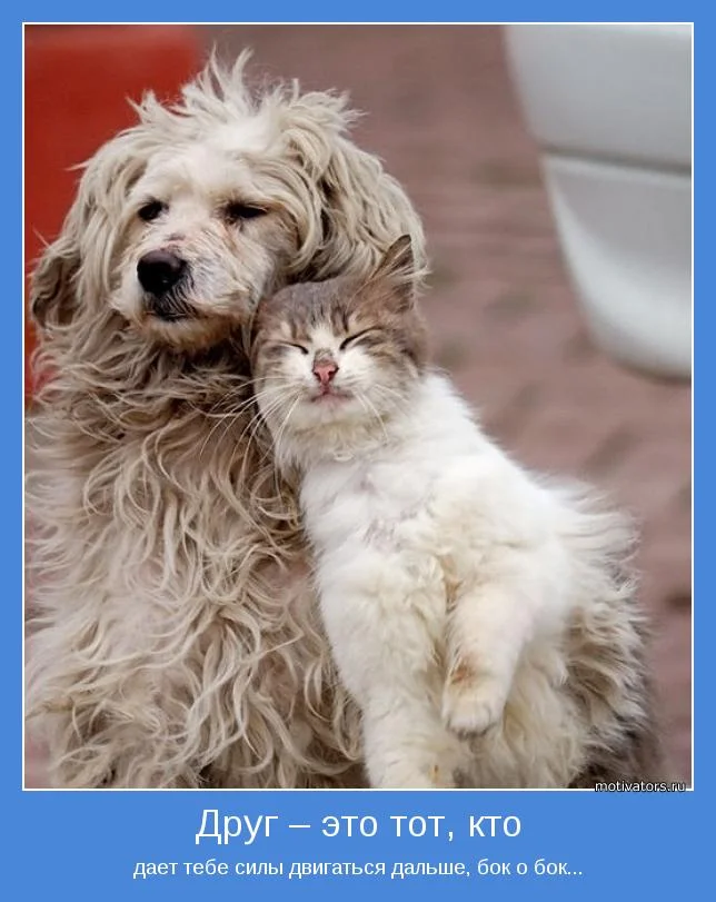 1371212005_pozitivnye-motivatory-pro-druzhbu-6.webp