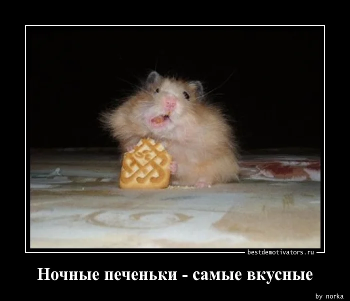 1372049466_Nochnye-pechenki-sam_bestdemotivators.ru.webp