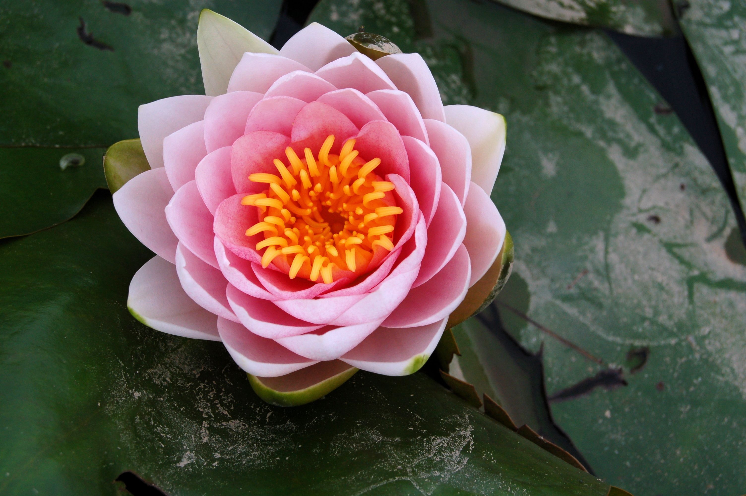 1385195507-lotuses-and-lilies_051.jpg