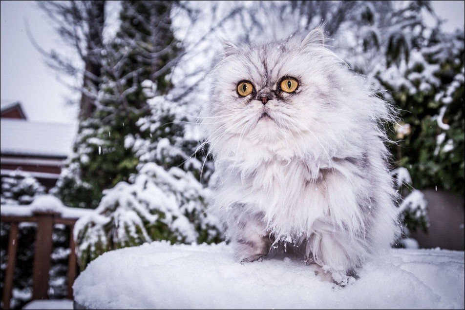 1385926981_cats_have_snow_02398_009.jpg